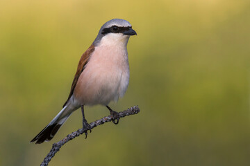 Roodkopklauwier; red-backed Shrike; Lanius collurio