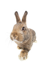 rabbit sitting isolated on white background