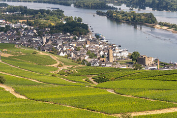 Beautiful hillside vineyards along the Rhine River near ruedesheim and the niederwald monument