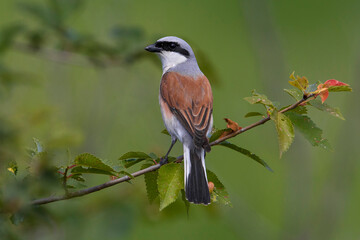 Grauwe Klauwier; Red-backed Shrike; Lanius collurio