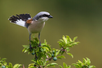 Grauwe Klauwier; Red-backed Shrike; Lanius collurio