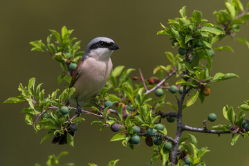 Grauwe Klauwier; Red-backed Shrike; Lanius collurio