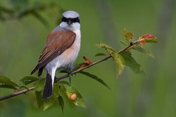 Grauwe Klauwier; Red-backed Shrike; Lanius collurio