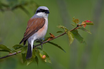 Grauwe Klauwier; Red-backed Shrike; Lanius collurio