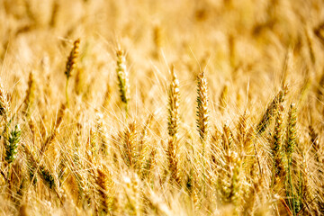 WHEAT GROWING IN A FIELD , SINGLE EAR OR STALK OF WHEAT