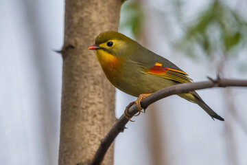 Japanse Nachtegaal; Red-billed Leiothrix; Leiothrix lutea