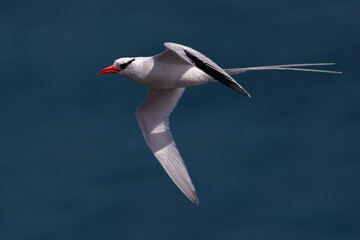 Roodsnavelkeerkringvogel, Red-billed Tropicbird, Phaethon aether