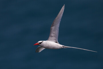 Roodsnavelkeerkringvogel, Red-billed Tropicbird, Phaethon aether