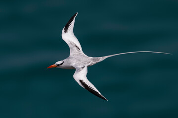 Roodsnavelkeerkringvogel, Red-billed Tropicbird, Phaethon aether