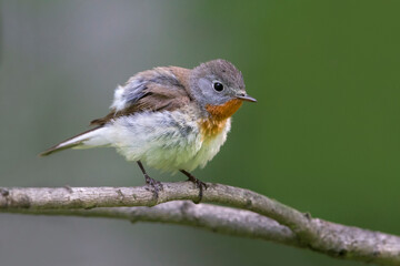 Kleine Vliegenvanger; Red-breasted Flycatcher; Ficedula parva