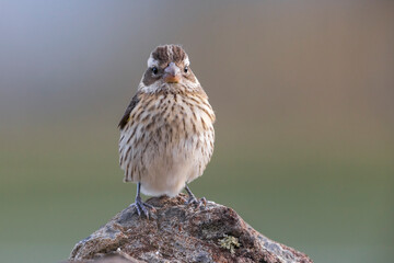 Roodborstkardinaal, Rose-breasted Grosbeak, Pheucticus ludovicianus