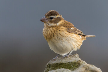 Roodborstkardinaal, Rose-breasted Grosbeak, Pheucticus ludovicianus