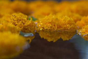 Floating yellow Calendula on water surface with its reflection
