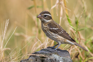 Roodborstkardinaal, Rose-breasted Grosbeak, Pheucticus ludovicianus