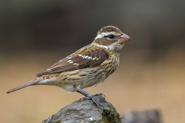 Roodborstkardinaal, Rose-breasted Grosbeak, Pheucticus ludovicianus