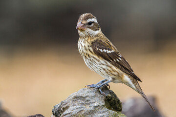 Roodborstkardinaal, Rose-breasted Grosbeak, Pheucticus ludovicianus