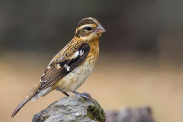 Roodborstkardinaal, Rose-breasted Grosbeak, Pheucticus ludovicianus
