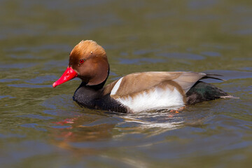 Krooneend, Red-crested Pochard, Netta rufina