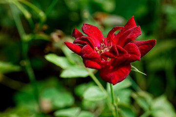 Red tropical flower on a green background
