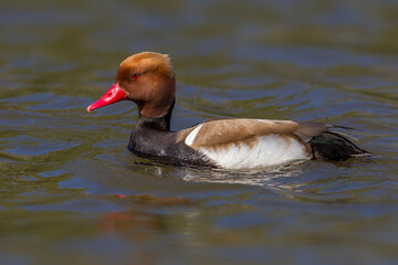 Krooneend, Red-crested Pochard, Netta rufina