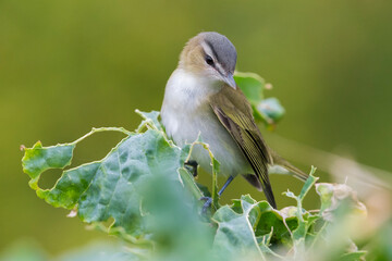Roodoogvireo, Red-eyed Vireo, Vireo olivaceus