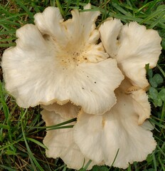 mushroom on the grass