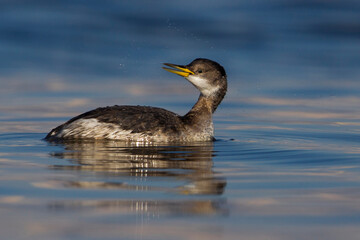 Roodhalsfuut; Red-necked Grebe; Podiceps grisegena