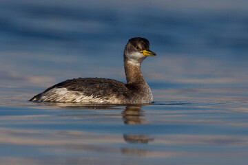 Roodhalsfuut; Red-necked Grebe; Podiceps grisegena