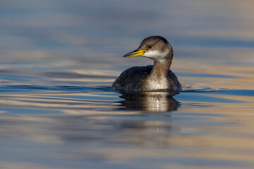 Roodhalsfuut; Red-necked Grebe; Podiceps grisegena