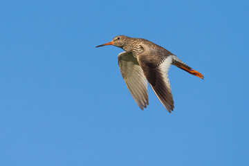 Tureluur; Redshank; Tringa totanus