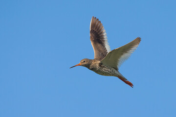 Obraz premium Tureluur; Redshank; Tringa totanus