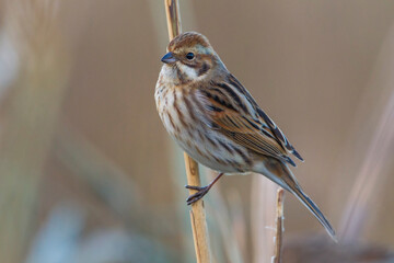 Rietgors, Reed Bunting; Emberiza schoeniclus