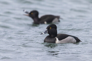Ringsnaveleend; Ring-necked Duck, Aythya collaris