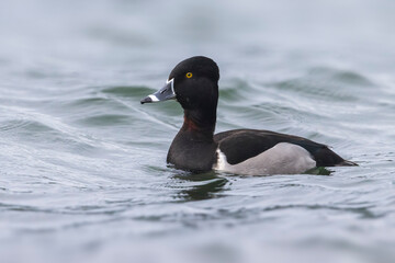 Ringsnaveleend; Ring-necked Duck, Aythya collaris