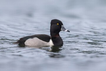 Ringsnaveleend; Ring-necked Duck, Aythya collaris