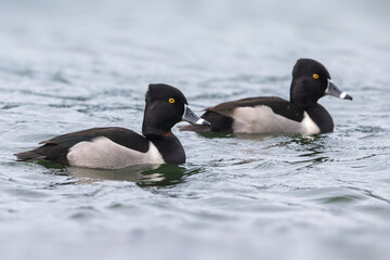 Fototapeta premium Ringsnaveleend; Ring-necked Duck, Aythya collaris