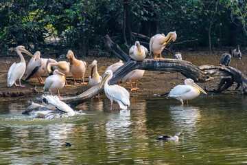 Great white Pelicans (Pelecanus onocrotalus) also known as the eastern white pelican, rosy pelican or white pelican swimming over the lake