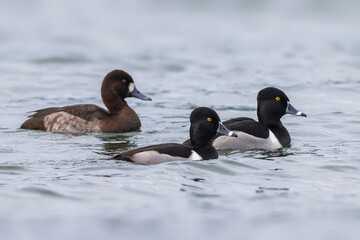 Ringsnaveleend; Ring-necked Duck, Aythya collaris; Topper, Greater Scaup, Aythya marila