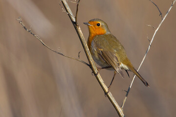 Roodborst; European Robin; Erithacus rubecula