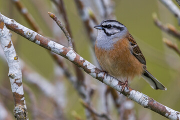 Grijze Gors; Rock Bunting; Emberiza cia
