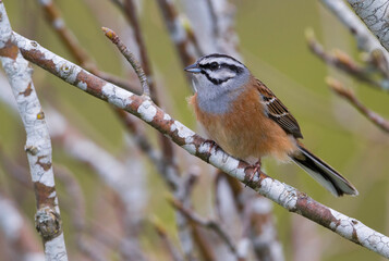 Grijze Gors; Rock Bunting; Emberiza cia