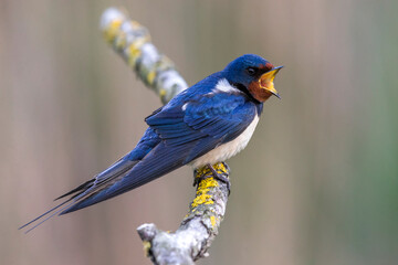 Boerenzwaluw; Barn Swallow; Hirundo rustica