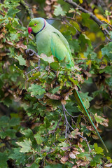 Halsbandparkiet; Rose-ringed Parakeet; Psittacula krameri