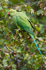 Halsbandparkiet; Rose-ringed Parakeet; Psittacula krameri