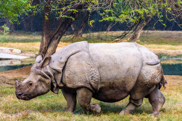 Fototapeta premium Giant African white Rhinoceros grazing grass