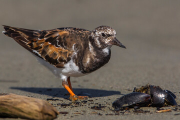 Steenloper, Ruddy Turnstone; Arenaria interpres