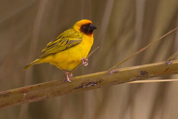 Rüppells Wever, Rüppell's Weaver; Ploceus galbula