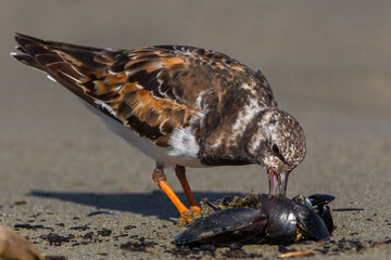 Steenloper, Ruddy Turnstone; Arenaria interpres