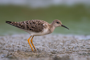 Kemphaan, Ruff, Philomachus pugnax