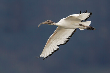 Heilige Ibis; Sacred Ibis; Threskiornis aethiopicus